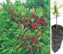 Planta De Fruta Milagrosa Synsepalum Dulcificum En Ecuador