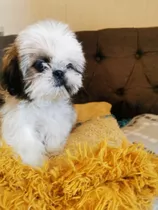 Shihtzu Macho Tricolor 