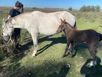 Yegua Tordilla Y Su Potrillo