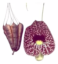 Aristolochia Littoralis , Flor De Pato , Enredadera