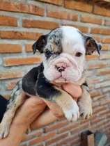 Bulldog Inglés Exóticos Cachorros