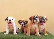 Hermosos Cachorros Bulldog Ingles