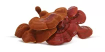 Ganoderma (reishi) Seco X 100g