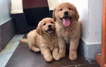 Cada Cachorro Golden Retriever Puros