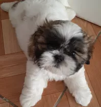 Cachorro Shih Tzu Inscrito En Kcc Listo Para Entrega