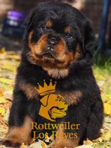 Cachorro Rottweiler 083