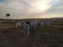 Fazenda Em Marabá - Pa 428 Hectares (88 Alqueires)