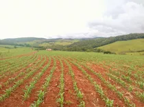 Fazenda Linda! Pronto Para Plantio - 43ha - Ótima Topografia