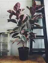 Ficus Ruby M7 Pulgadas Arbol Interior