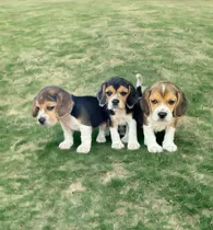 Hermosas Cachorras Beagle Puras Vacunadas Compactas