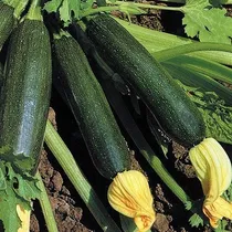 Semillas De Zuquini Zucchino Nano Verde Di Milano