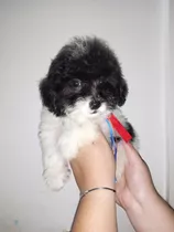 Hermosos Cachorros De Poodle Miniatura