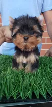 Hermosa Cachorra Yorkshire Terrier Con Pedigree 