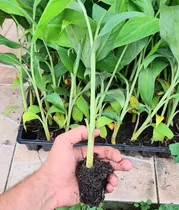 Muda De Banana Maçã Maior Q Rizomas Basta Plantar 20cm