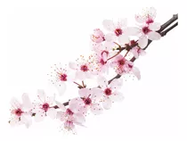 Árbol De Cerezo Japones, Sakura Rosa + Regalo