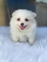 Vendo Hermosos Cachorros Pomerania Mini Cara De Oso