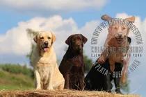 Cachorros Labrador De Campo, Puros, Robustos, Sanos--