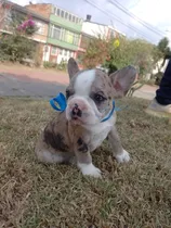  Se Vende Hermoso Cachorro Bull Dog Frances Merlee