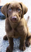 Cachorros Labrador Chocolate Con Papeles Y Placa De Cadera