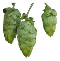 20 Sementes Lupulo Trepadeira Cerveja Humulus Lupulus Mudas