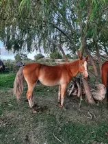 Caballo Bayo Potro