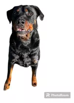 Rottweiler Para Servicio