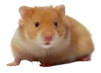 Hamster  Sirios (la Cabania Ballester )