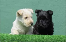 Originales Cachorros Scottish Terrier A-1