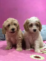 Cachorros Machos En Ciudad De Panamá Vacunados Desparacitado