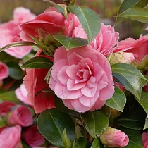 Camelia Japonica ( Planta ) 1m A 1.20 M  Color Rosa Hermosas