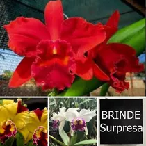 Orquídea Cattleya Kit Com 05 Mudas Mais Brinde Grátis