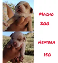 Cachorro Pitbulls Red Nose  100% Puro 