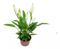 Lírio De La Paz | Spathiphyllum P11