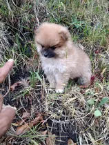  Pomerania Miniatura Machito Carita De Oso Ruso