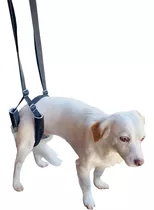 Suporte Suspensor Traseiro Quadril Cães Cachorro Deficientes
