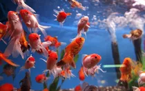 Goldfish Cálicos Carassius Peces Agua Fria Surtidos 5cm