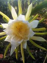 150 Esquejes De Pitahaya H.andatus  ( Enorme)