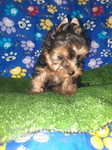 Cachorros Yorkshire Terrier Mini Hembra Y Macho