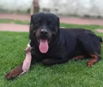 Cachorros Rottweiler Puros