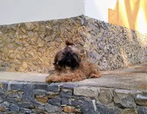 Cachorro Shih Tzu Shitzu Perrito Raza Pura Llévatelo Ya