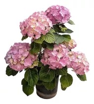 Planta Hortensia - Ideal Jardines - Envíos