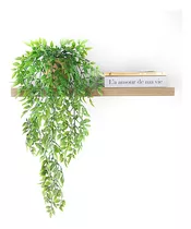 Planta Mini Fícus Pendente Verde Em Vaso Para Prateleiras