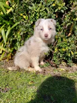 Border Collie Exelente Línea De Sangre