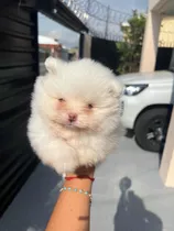 Pomeranian Blanco