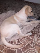 Se Vende Labrador Cachorro