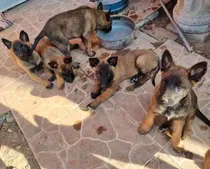 En400 Cada Cachorro Pastor Belga Malinois