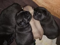 Cachorros Pug Carlino Machos, Hembras Negros, Hembra Apricot