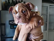 Cachorros Bulldog Inglés Nenes Nenas