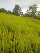 Vendo Colônia Com 632 Hectares Com Muita Abertura E Pasto.