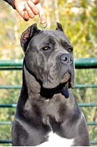 Cães Cane Corso Linhagem Trazidas Do Exterior Itália 